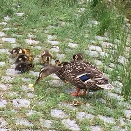 Uitzicht Op De Pellenz 度假居 *